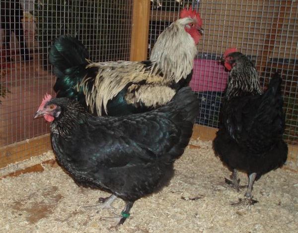 Gallo Marans nero ramato 